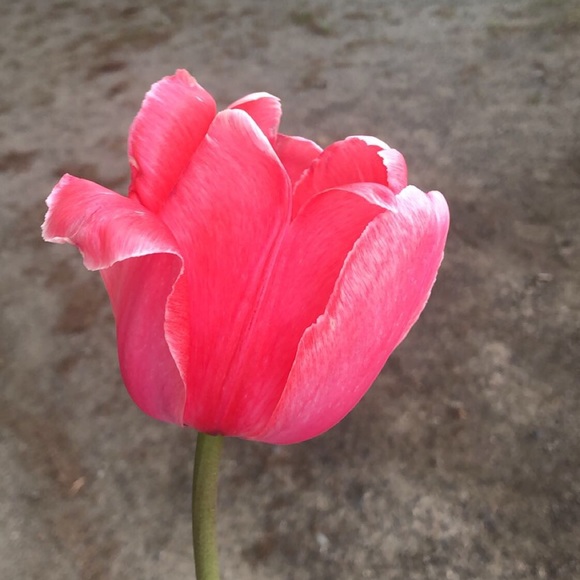 Meet your Posher, Karina - Picture 1 of 1